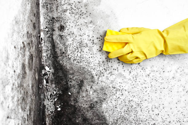 Best Mold Remediation  in Coupeville, WA