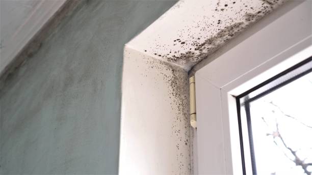 Best Toxic Mold Removal  in Coupeville, WA