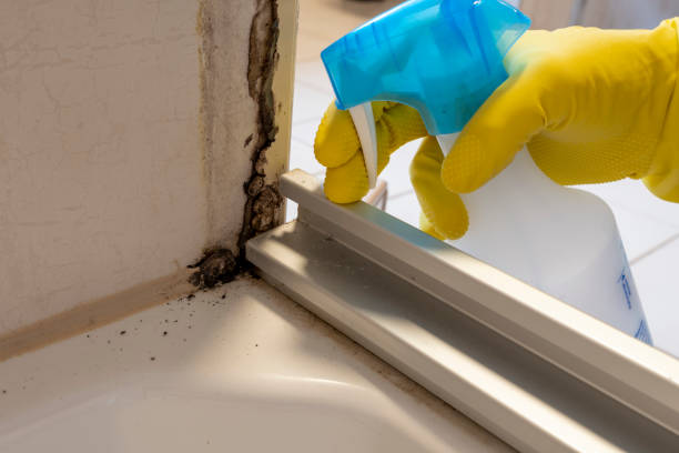 Best Best Mold Removal Companies  in Coupeville, WA
