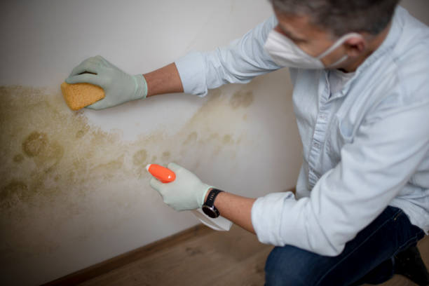 Best Mold Removal Company Near Me  in Coupeville, WA
