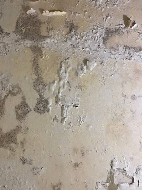 Best Water Damage Restoration  in Coupeville, WA