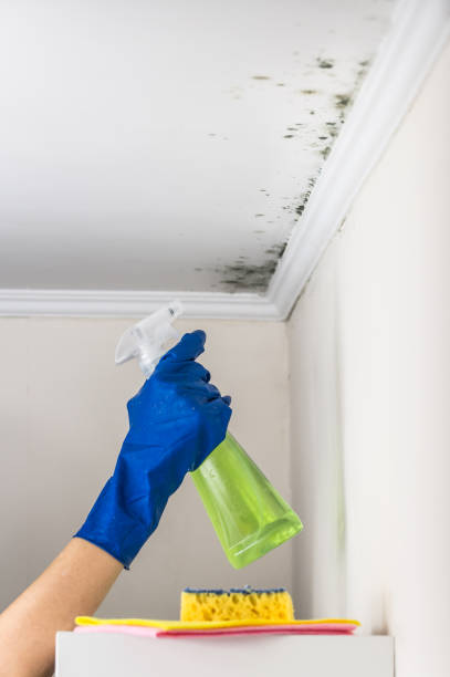 Best Local Mold Removal Service  in Coupeville, WA